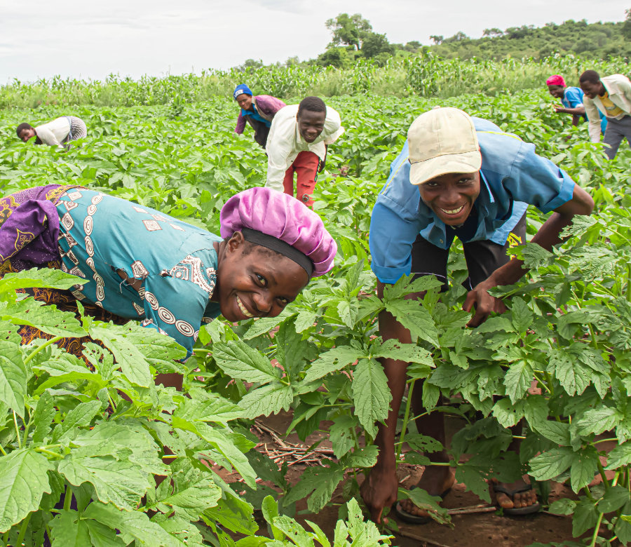 Farmers taking part in the project checking their crops | DAPP Malawi
