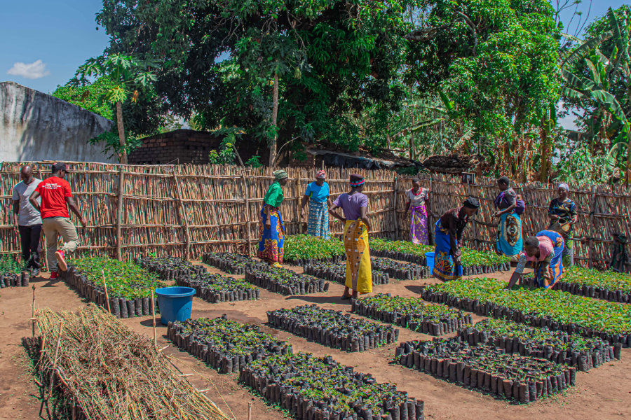 We established tree nurseries